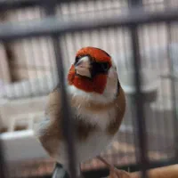 سهره دهن لر بخون زیبا