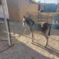 فروش ۲عدد الاغ در منطقه برخوار|حیوانات مزرعه|حبیب آباد, |دیوار
