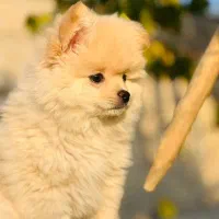 عروسکی|سگ|ارومیه, |دیوار