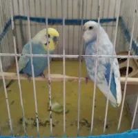 مرغ عشق ماده