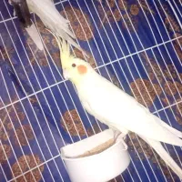 فروش یک عددعروس نر|پرنده|نالوس, |دیوار