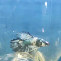 ماهی و آکواریوم کاسپین|ماهی|اردبیل, |دیوار