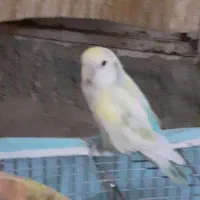 پرنده.کوتوله|پرنده|ریگ ملک, |دیوار