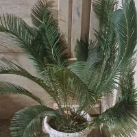 درختچه زینتی سیکاس|گل و گیاه طبیعی|گنبد کاووس, |دیوار