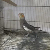 گمشده