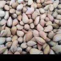 بادام تلخ تمیز ومغز دار