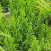 فروش پالم|گل و گیاه طبیعی|واجارگاه, |دیوار