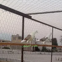 فروش کبوتر