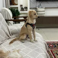 توله میکس پامر و تریر