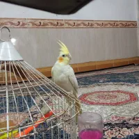 جوجه عروس هلندی|پرنده|تربت‌حیدریه, سرمحله|دیوار