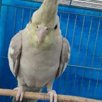 عروس هلندی|پرنده|تربت جام, والفجر|دیوار