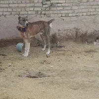 سگ افغان