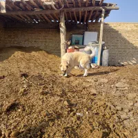 ماده سرابی 3ساله