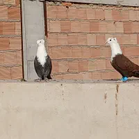 کفتر سر سفید کربلایی کله سفید