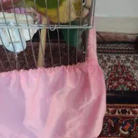 گیرنچک مولد۱۰۰دصد|پرنده|شاهین‌شهر, شهرک میلاد|دیوار