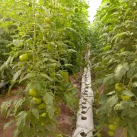 یک خانواده جهت کار در گلخانه