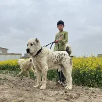 سگ توله الی آلابای|سگ|مشهد, امیر آباد|دیوار