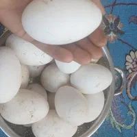 تخم غاز.نطفه دار