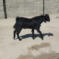 فروش فوری تروشت