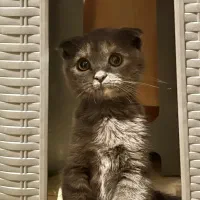 گربه اسکاتیش