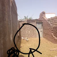 سه عدد جوجه|حیوانات مزرعه|بم, |دیوار