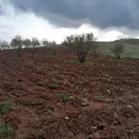 فروش فوری یک هکتار باغ بادام روانسر|فروش دفتر صنعتی، کشاورزی، تجاری|روانسر, |دیوار