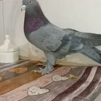 کبوتر نر اهنی فروشی|پرنده|کیار, |دیوار