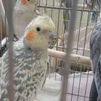 عروس هلندی|پرنده|ری, سیزده آبان|دیوار