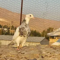 کبوتر|پرنده|شیراز, دست خضر|دیوار