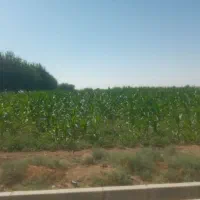 ۵ هکتار زمین کشاورزی
