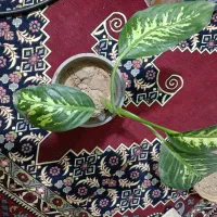 گل دیفن ۳عدد