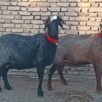 میش و شیشک شاخی