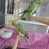 یک جفت طوطی ملنگو نر ماده|پرنده|مشکیندشت, |دیوار