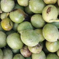 گردو  درجه یک .... لرستان یک