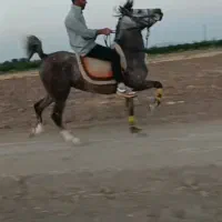 مادیون کرد۱ شناسنامه دار