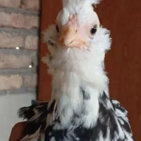 نیمچه گلین مرغ و خروس