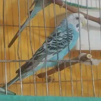 مرغ عشق جفت مولد