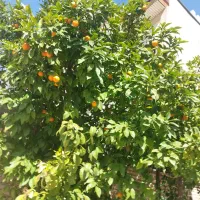 خرید ا ر زمین کارگاه چهاردیواری متراژ بالا شهرک