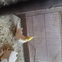 عروس هلندی لوتینا سفید