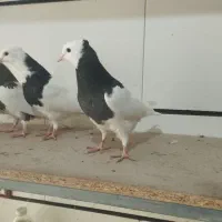 کفتر موقلف|پرنده|اقبالیه, |دیوار