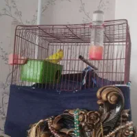 مرغ عشق زیبا نژاد خوب ماده