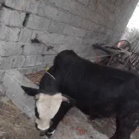 ورزاکوله|حیوانات مزرعه|رشت, لاکان شهر|دیوار