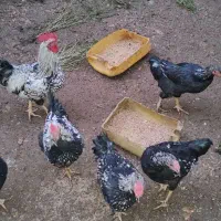 مرغ و خروس محلی اصیل کرچ شو|حیوانات مزرعه|نکا, |دیوار