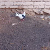 طوقی|پرنده|بروجن, |دیوار