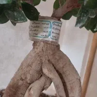 درختچه بنسای|گل و گیاه طبیعی|نسیم‌شهر, |دیوار