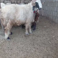 قوچ|حیوانات مزرعه|مارگون, |دیوار