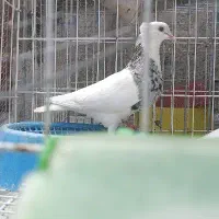 ماده طوقی الماسی