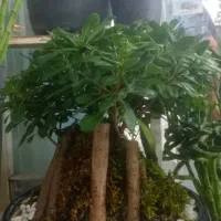 گل بنسای برگ پهن و ساده پر برگ و کم برگ|گل و گیاه طبیعی|ری, بازار گل خاوران|دیوار