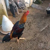 مرغ اشامو|حیوانات مزرعه|رشت, سیا اسطلخ|دیوار