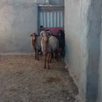 قوچ جوان چهار دندان به شرط برای نگه داری خوبه|حیوانات مزرعه|تربت جام, جامرود|دیوار